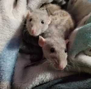 Meet your Posher, Joanne